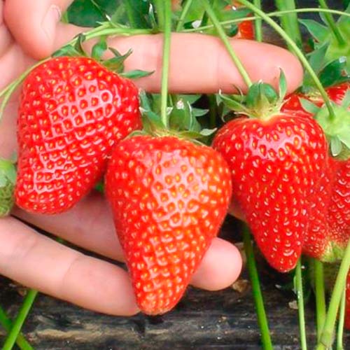 Jahoda Asia obrázok 1 artikel 5394