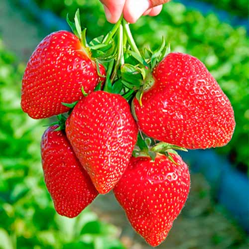 Jahoda Darselect obrázok 1 artikel 5397