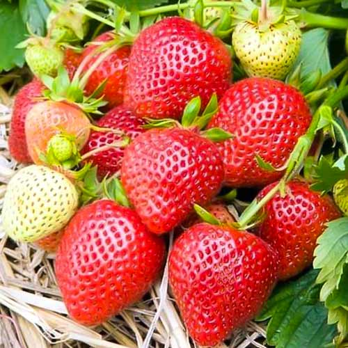 Jahoda Elianny obrázok 1 artikel 5398