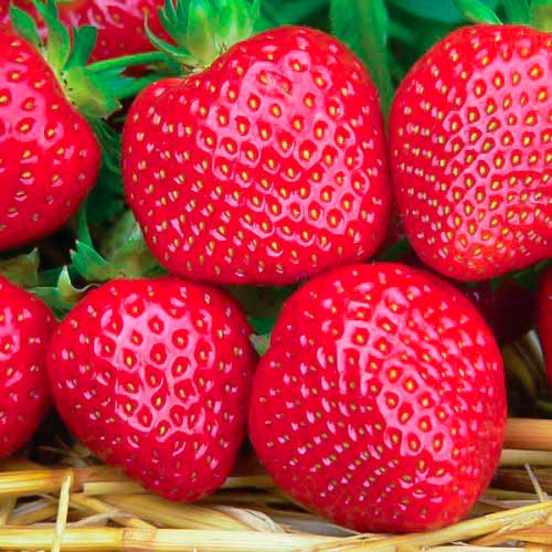 Jahoda Fenella obrázok 1 artikel 5194