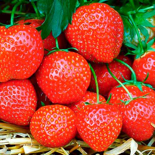 Jahoda Fernando obrázok 1 artikel 5195