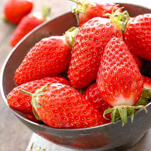 Jahoda Gariguette obrázok 1 artikel 5197