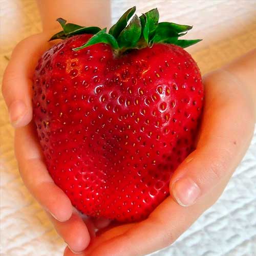 Jahoda Gigant obrázok 1 artikel 5401