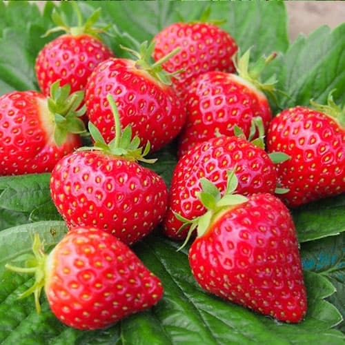 Jahoda Honeoye obrázok 1 artikel 9822