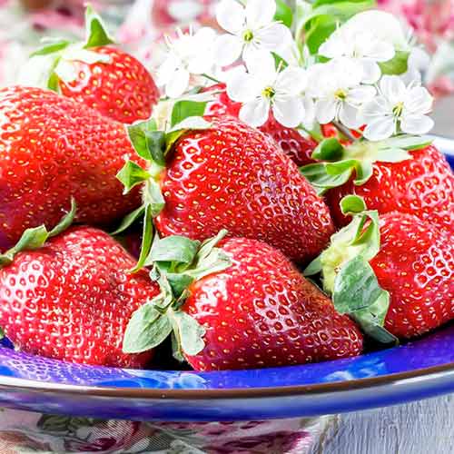 Jahoda Korona obrázok 1 artikel 15831