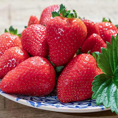 Jahoda Lambada obrázok 1 artikel 5405