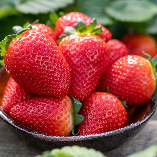 Jahoda Lauretta obrázok 1 artikel 5198