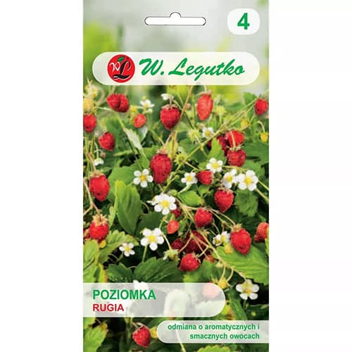 Jahoda lesná Rugia obrázok 1 artikel 69530