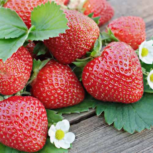 Jahoda Renaissance artikel fotografia 1 Jahoda Renaissance obrázok 1 artikel 5201