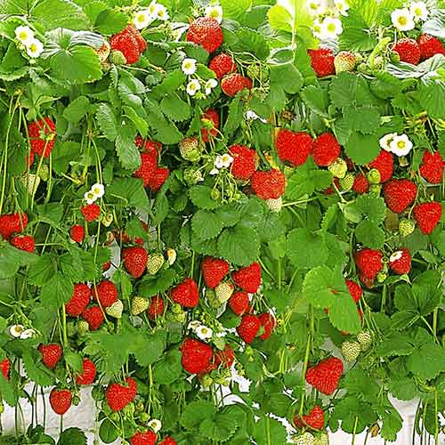 Jahoda renováčna (veľkoplodá) Závesná obrázok 1 artikel 5395