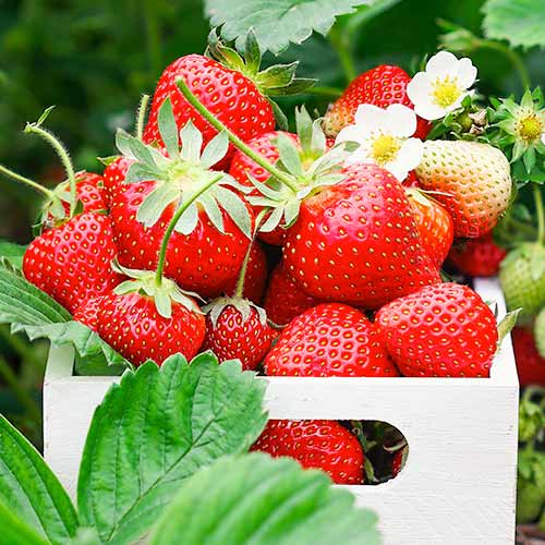 Jahoda Romina obrázok 1 artikel 1585_1