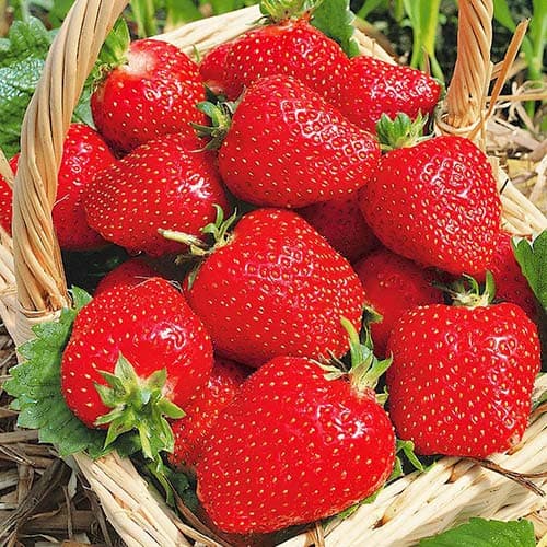 Jahoda Roxana obrázok 1 artikel 1586_1