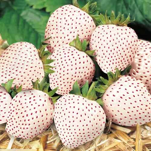 Jahoda Snow White obrázok 1 artikel 5203