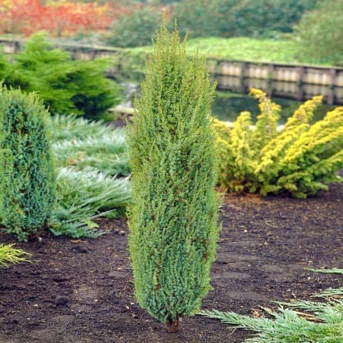 Jalovec Arnold obrázok 1 artikel 4963