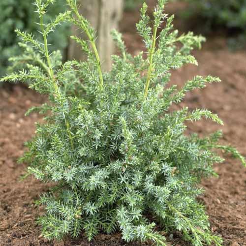 Jalovec Blue Alps, C2 obrázok 1 artikel 7745