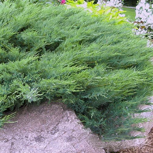 Jalovec Blue Danube obrázok 1 artikel 4965