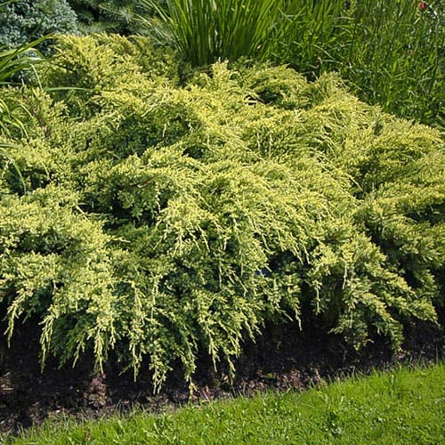 Jalovec Dream Joy obrázok 1 artikel 4967