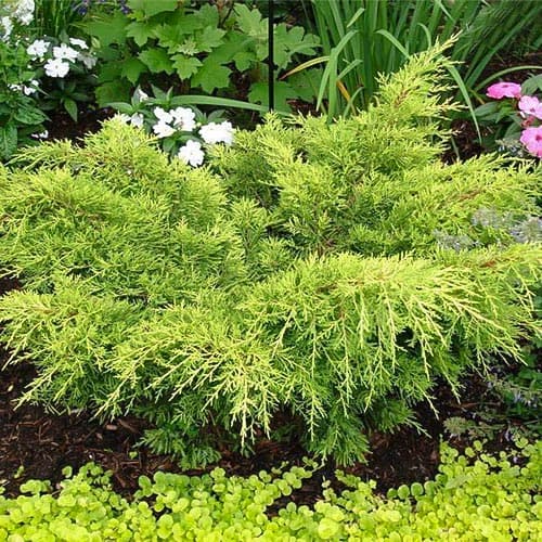 Jalovec Gold Tip obrázok 1 artikel 4968