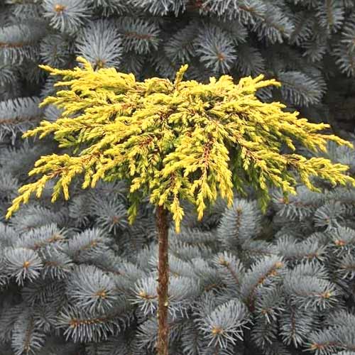 Jalovec Goldschatz, С3 obrázok 1 artikel 7736