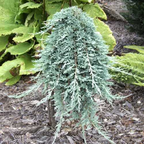 Jalovec Icee Blue ®, C5 obrázok 1 artikel 8247