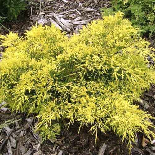 Jalovec King of Spring, С3 obrázok 1 artikel 7742