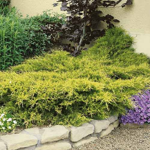 Jalovec Kuriwao Gold, С3 obrázok 1 artikel 7734