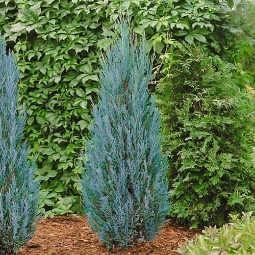 Jalovec Blue Arrow, Р9 artikel fotografia 1 Jalovec Blue Arrow, Р9 obrázok 1 artikel 9405