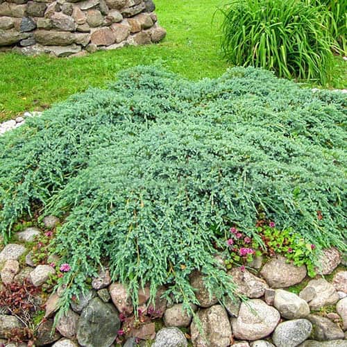 Jalovec Blue Carpet, Р9 obrázok 1 artikel 9407