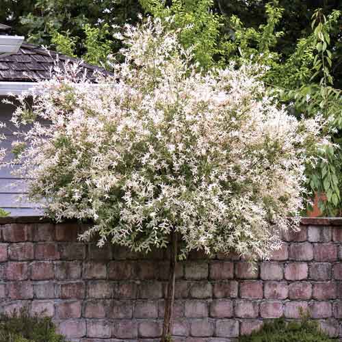 Japonská vŕba Pendula, С5 artikel fotografia 1 Japonská vŕba Pendula, С5 obrázok 1 artikel 7714