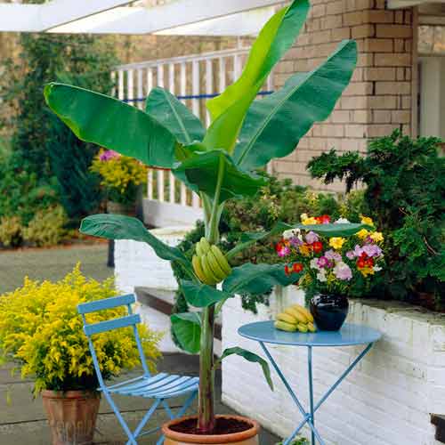 Japonský banán obrázok 1 artikel 5618