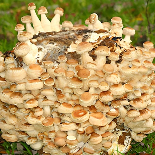 Japonský stužovač (Shiitake) artikel fotografia 1 Japonský stužovač (Shiitake) obrázok 1 artikel 96882