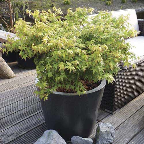 Javor japonský Little Princess, C3 obrázok 1 artikel 8500