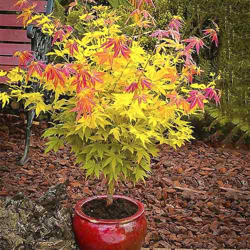 Javor japonský Orange Dream obrázok 1 artikel 5584