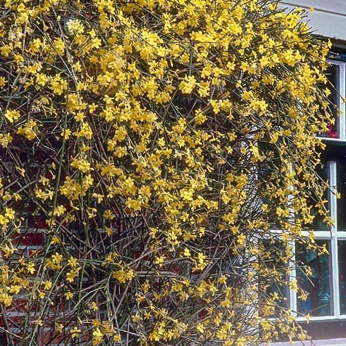 Jazmín Nudiflorum artikel fotografia 1 Jazmín Nudiflorum obrázok 1 artikel 76698