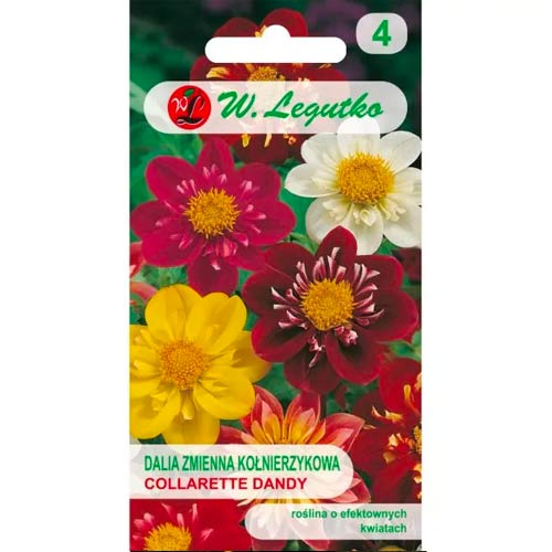 Jiřina pestrá obojková Collarette Dandy, zmes obrázok 1 artikel 69580