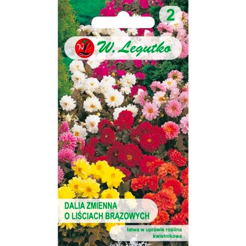 Jiřina pestrá trpasličí Diablo, zmes obrázok 1 artikel 69579