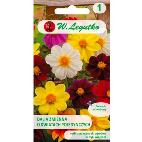 Jiřina pestrá trpasličí Mignon, zmes obrázok 1 artikel 78548