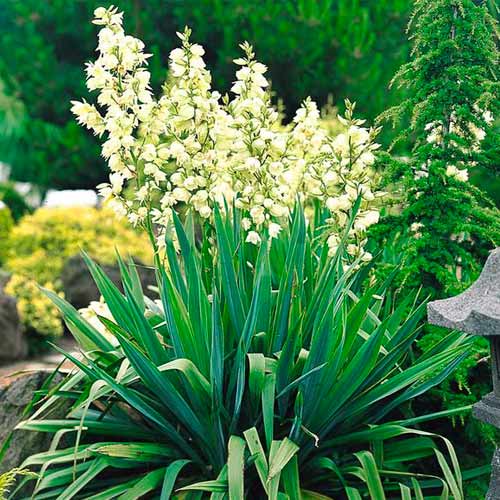 Juka Filamentosa obrázok 1 artikel 5633