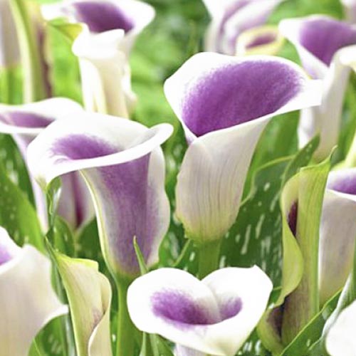 Kala Picasso obrázok 1 artikel 70362