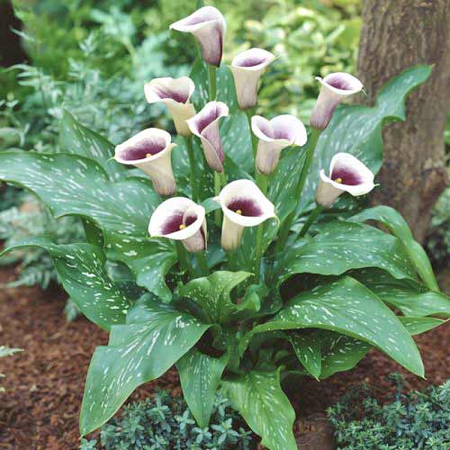 Kala Picasso obrázok 2 artikel 70362