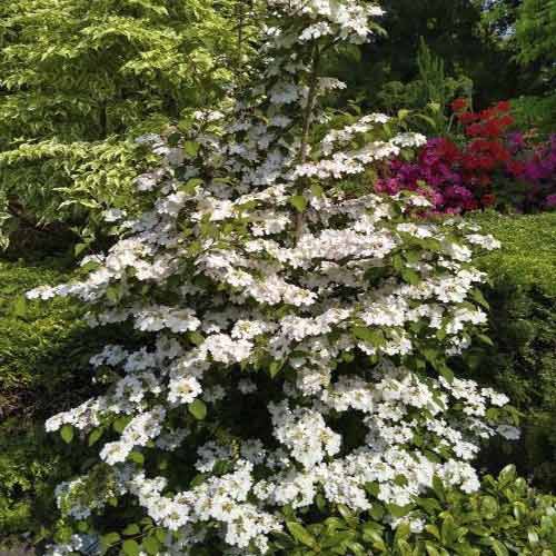 Kalina Kilimandjaro Sunrise PBR, C3 artikel fotografia 1 Kalina Kilimandjaro Sunrise PBR, C3 obrázok 1 artikel 8586