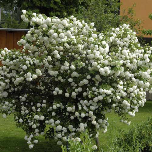 Kalina Roseum, C3 obrázok 1 artikel 8585