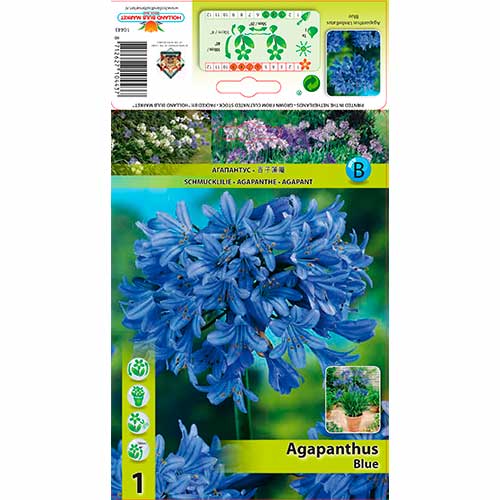 Kalokvet Blue artikel fotografia 1 Kalokvet Blue obrázok 1 artikel 76157