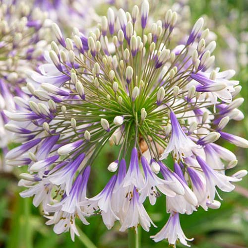 Kalokvet Fireworks obrázok 1 artikel 70322