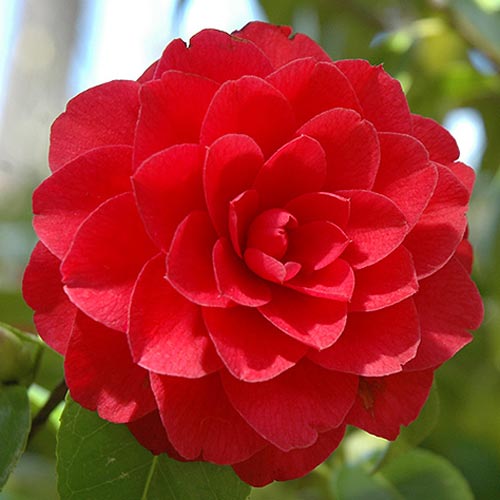 Kamélia Red obrázok 1 artikel 76649