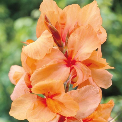 Kana Apricot Dream obrázok 1 artikel 70363