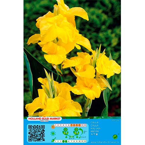 Kana Yellow artikel fotografia 1 Kana Yellow obrázok 1 artikel 70463