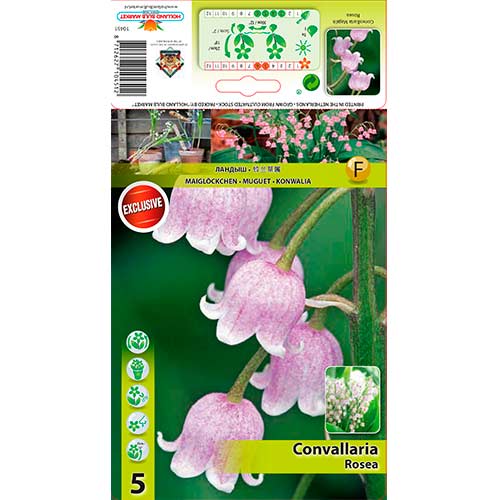 Konvalinka Rosea obrázok 1 artikel 76201