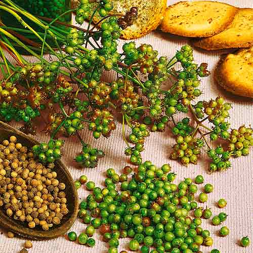 Koriander siaty Marino obrázok 1 artikel 96596