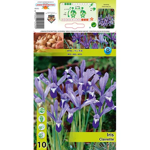 Kosatec Clairette artikel fotografia 1 Kosatec Clairette obrázok 1 artikel 67606